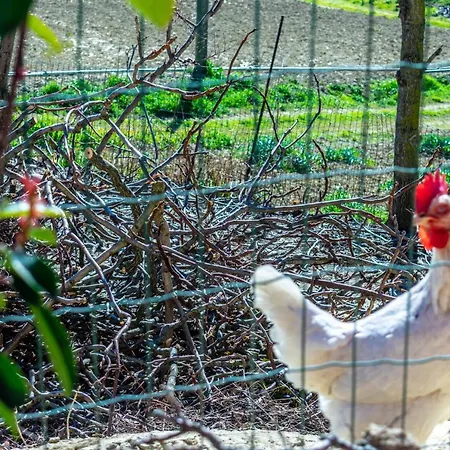 La Casa Del Nonno 3* Spoltore