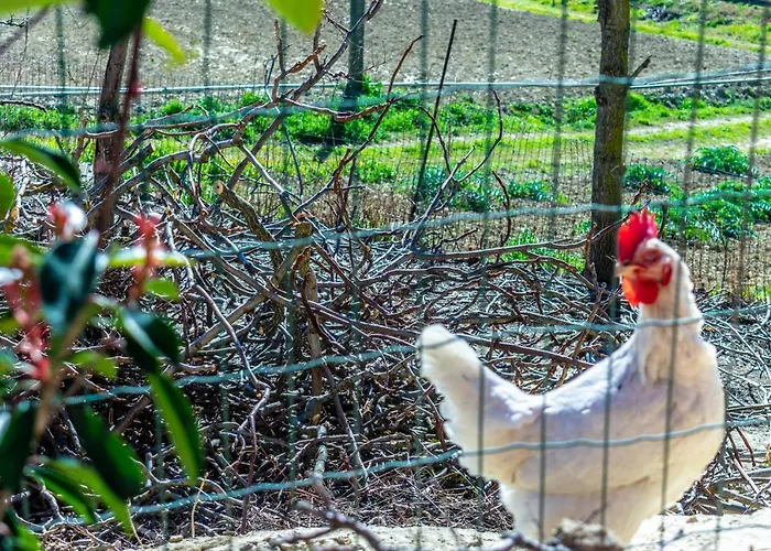 La Casa Del Nonno 3* Spoltore